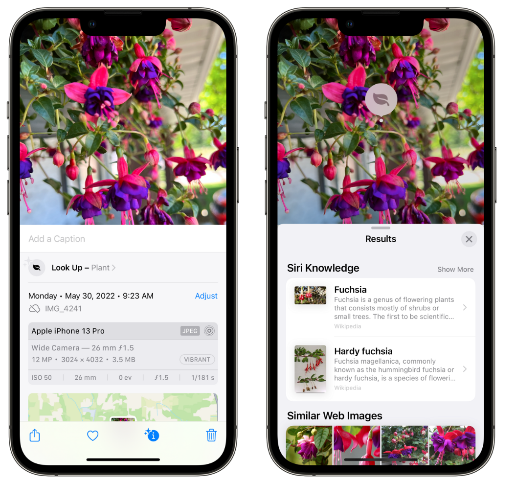 河池苹果手机维修分享小技巧：使用 iPhone 相机识别花卉植物 